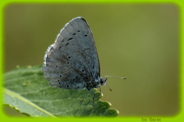 Celastrina argiolus - bengeboglárka