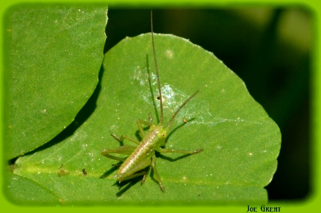 Tettigonia