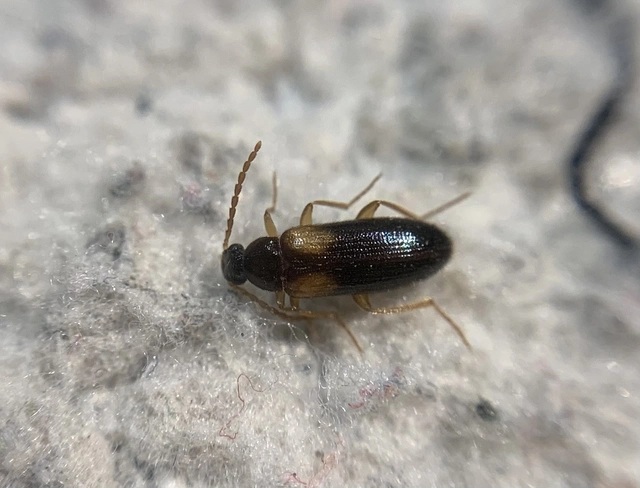 Mycetochara flavipes - sárgalábú taplász