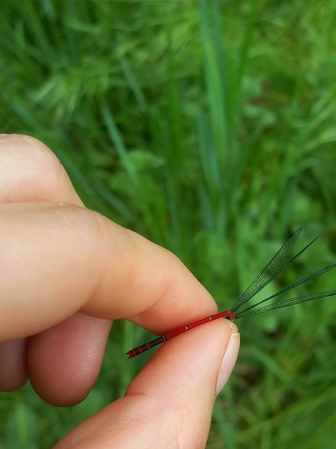 Pyrrhosoma nymphula interposita - vörös légivadász