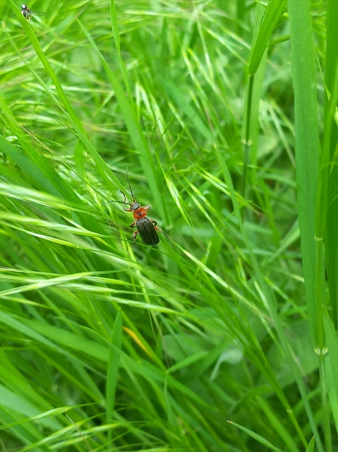 Cantharis rustica - suszterbogár