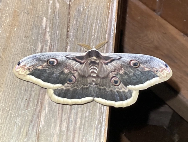 Saturnia pyri - nagy pávaszem