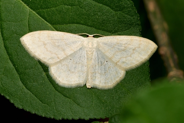Scopula floslactata - tejfehér sávosaraszoló