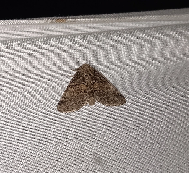 Gluphisia crenata - kormos púposszövő