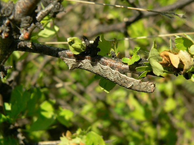 Allophyes oxyacanthae - galagonyabagoly