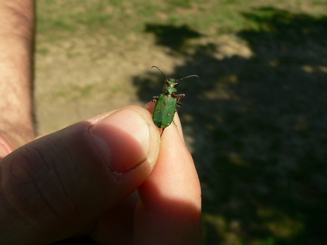 Cicindela campestris - mezei homokfutrinka