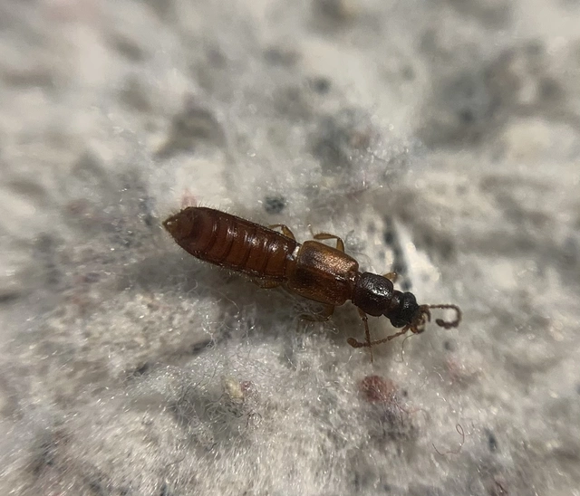 Manda mandibularis