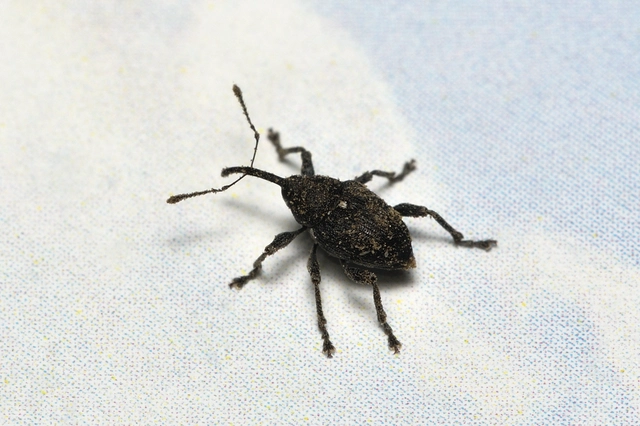 Curculio villosus - gubacslakó zsuzsóka