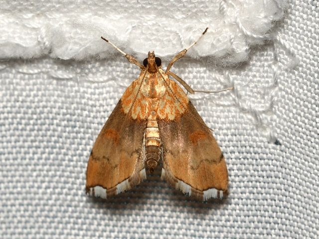 Agrotera nemoralis - ligeti tűzmoly