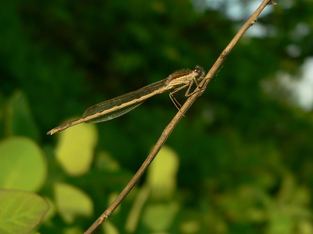 Sympecma fusca - téli rablószitakötő