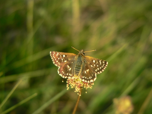 Spialia orbifer - törpe busalepke