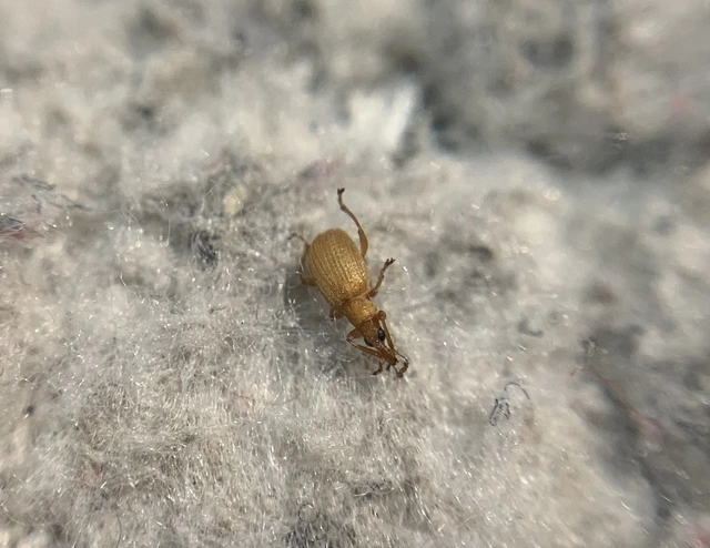 Apion haematodes - madársóska-cickányormányos