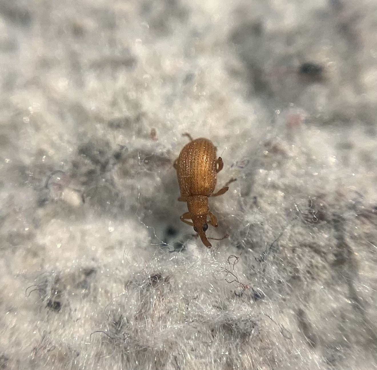 Apion haematodes - madársóska-cickányormányos