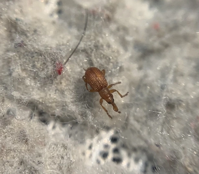Apion haematodes - madársóska-cickányormányos
