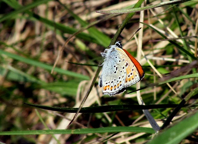 Lycaena thersamon - kis tűzlepke