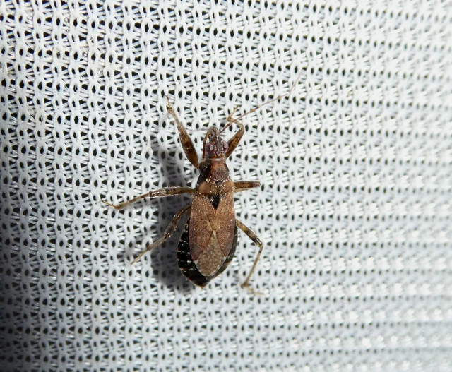 Himacerus mirmicoides - csalán-tolvajpoloska
