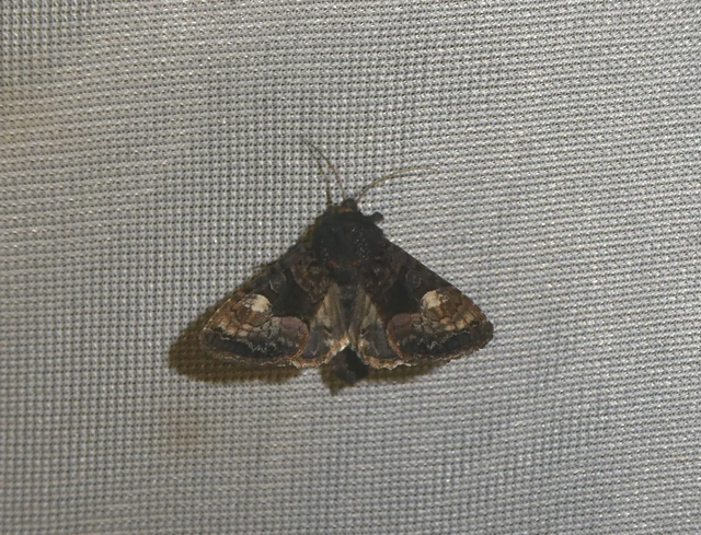 Euplexia lucipara - szeder-csipkésbagoly