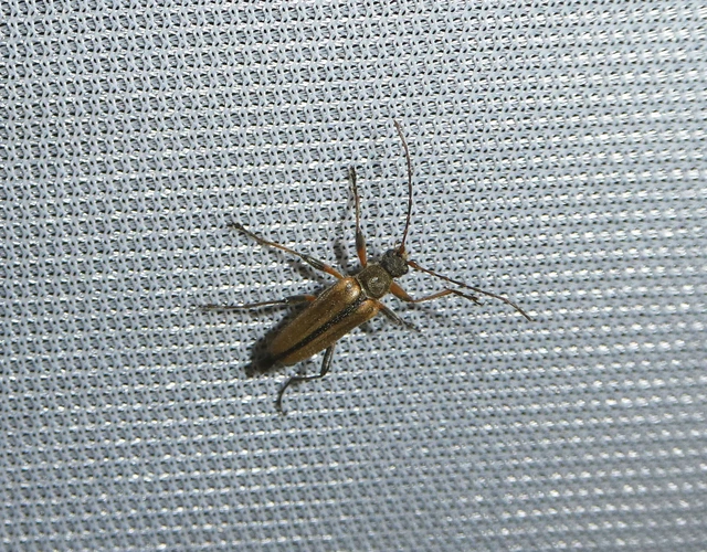 Cortodera humeralis - négyfoltos cserjecincér
