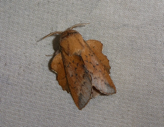 Phyllodesma tremulifolia - nyárlevélpohók