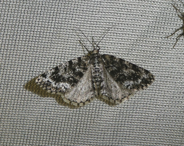 Fagivorina arenaria - bükkfaaraszoló