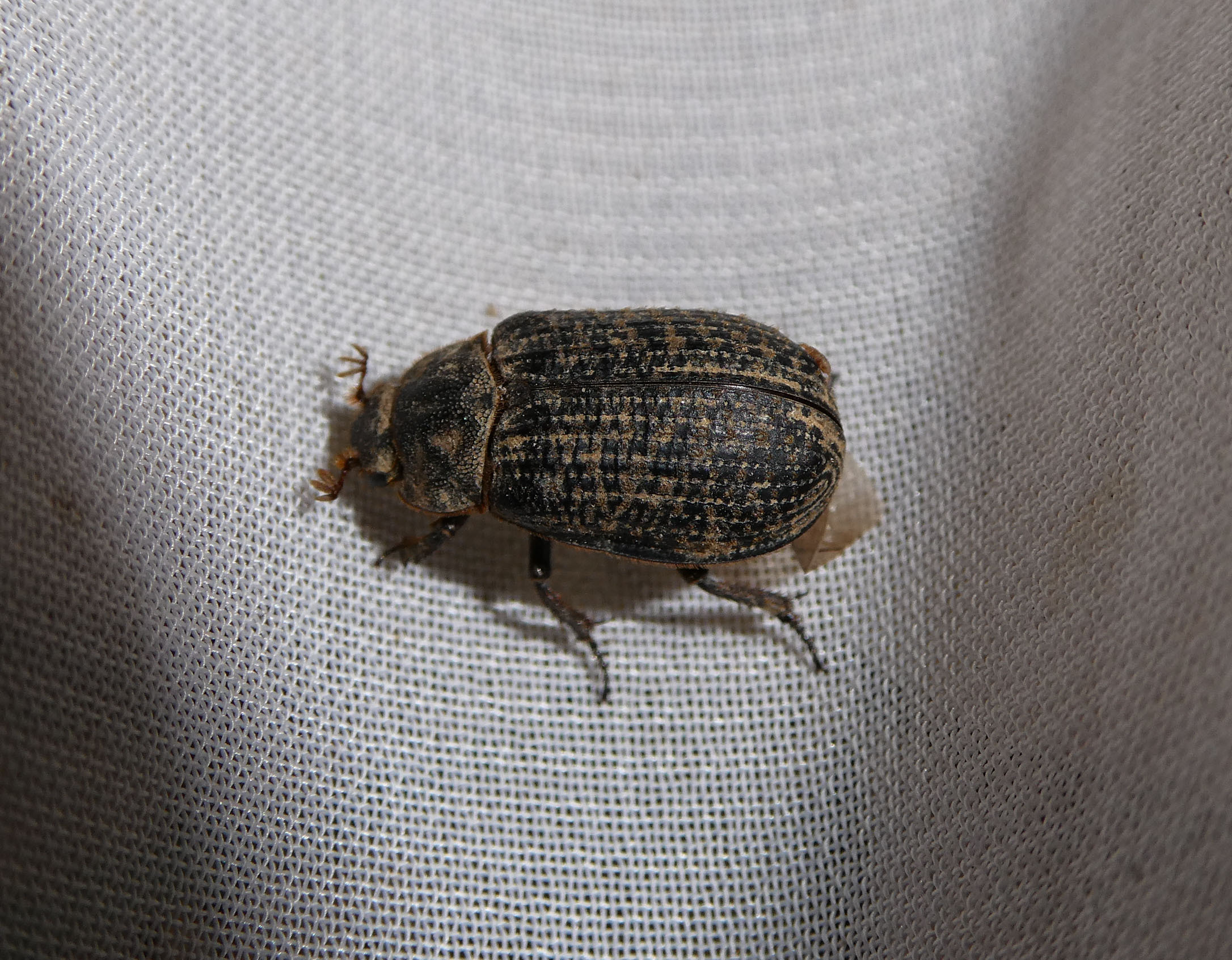Trox cadaverinus - nagy irhabogár