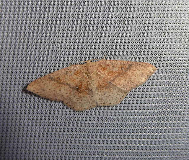 Cyclophora porata - körös pettyesaraszoló