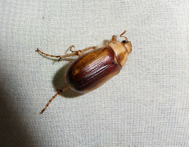 Rhizotrogus aestivus - tavaszvégi cserebogár