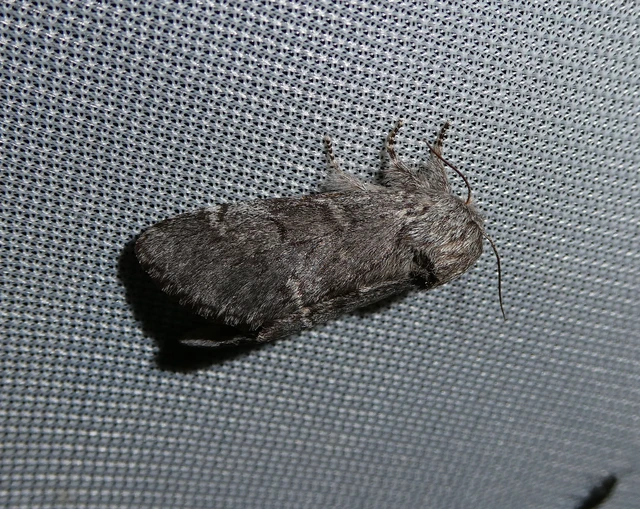 Drymonia ruficornis - cserfa-púposszövő