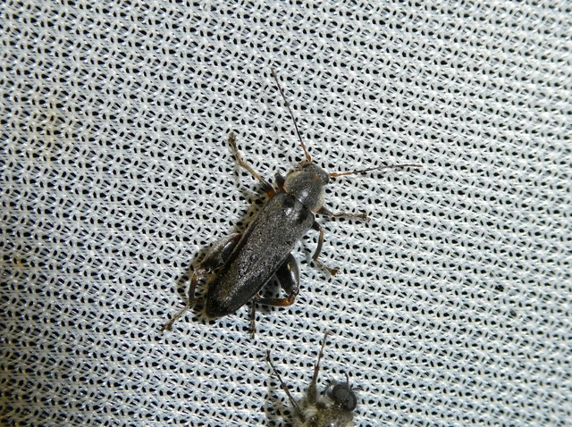 Osphya bipunctata - kétalakú komorka
