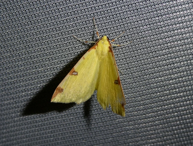 Opisthograptis luteolata - citromsárga araszoló