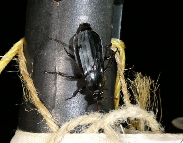 Necrodes littoralis - nagy dögbogár