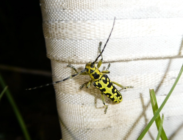 Saperda scalaris - létracincér