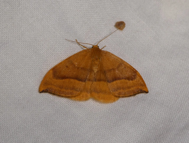 Watsonalla cultraria - bükkfa-sarlósszövő