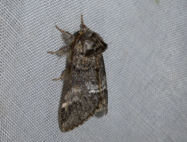 Drymonia dodonea - bélyeges púposszövő