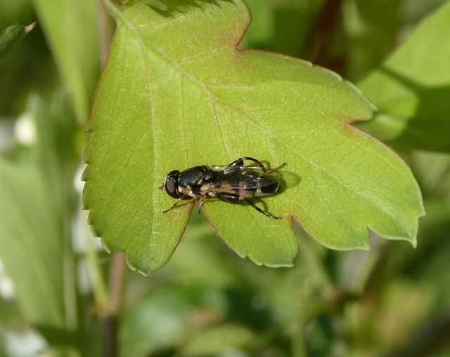 Syritta pipiens - zizegő comboslégy