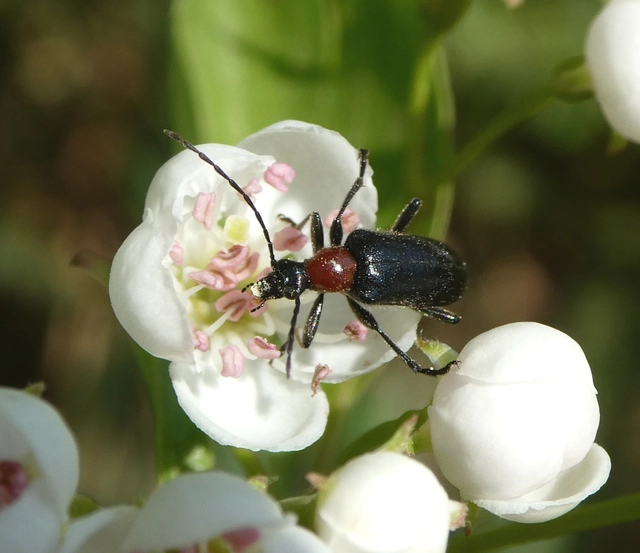 Dinoptera collaris - vörösnyakú virágcincér