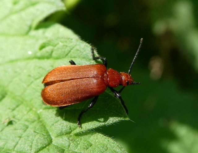 Pyrochroa serraticornis - közép-bíborbogár