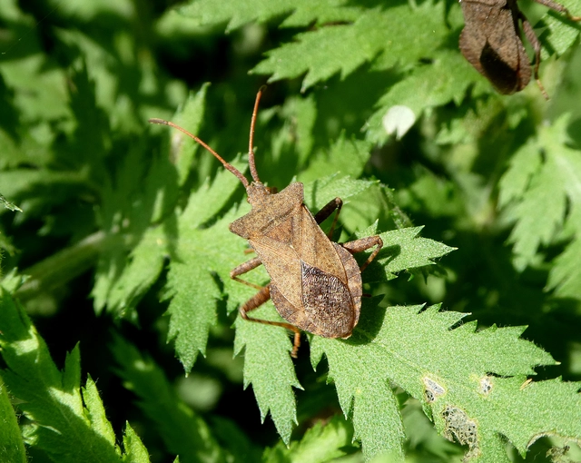 Coreus marginatus - közönséges karimáspoloska