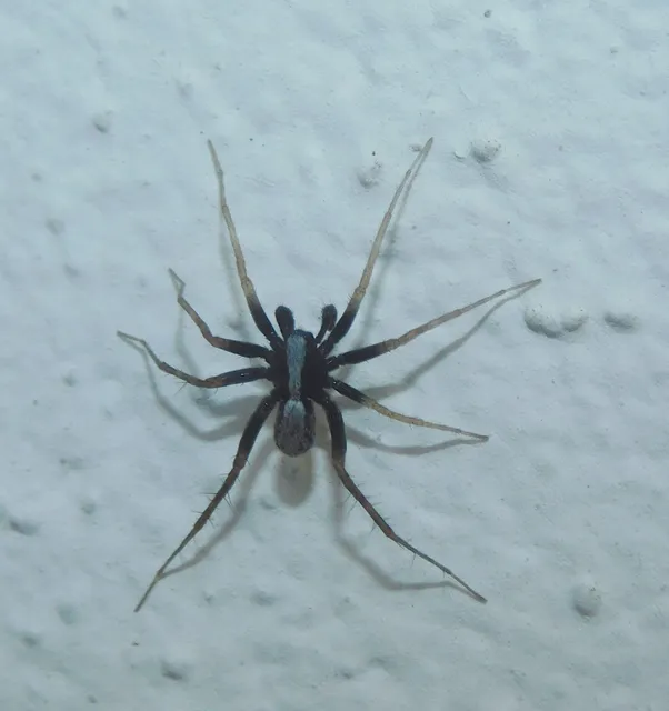 Pardosa alacris/lugubris