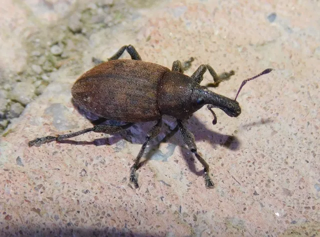Lepyrus capucinus - pettyes fűzormányos