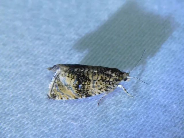 Celypha lacunana - vízparti tükrösmoly