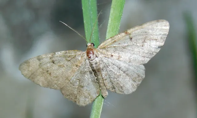 Aethalura punctulata - szürke égeraraszoló