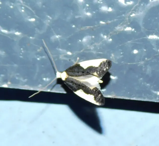 Monopis monachella - apácamoly