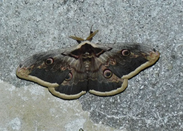 Saturnia pyri - nagy pávaszem