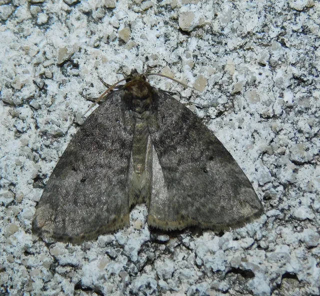 Ochropacha duplaris - égerlevél-pihésszövő