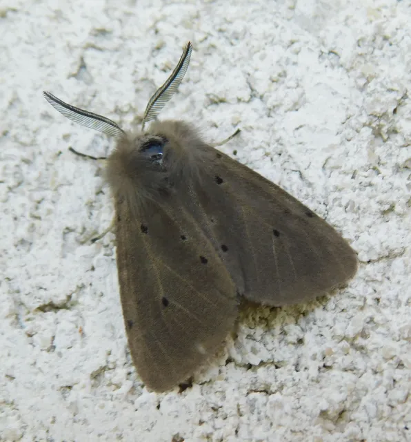 Diaphora mendica - felemás medvelepke