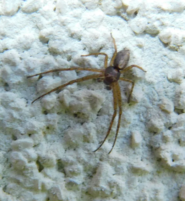 Tmarus piger/stellio