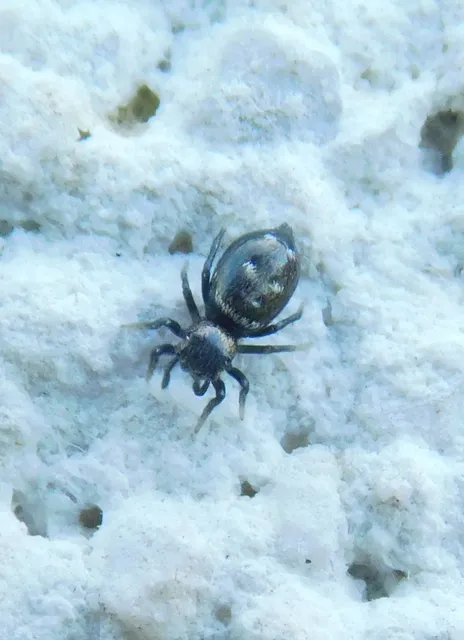 Heliophanus