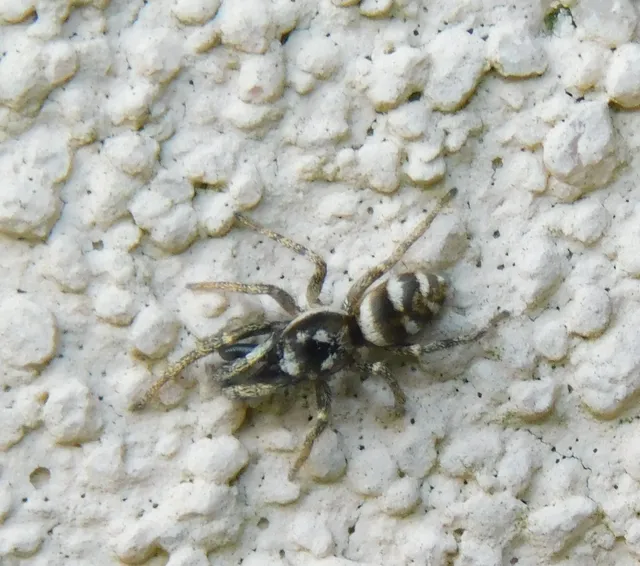 Salticus