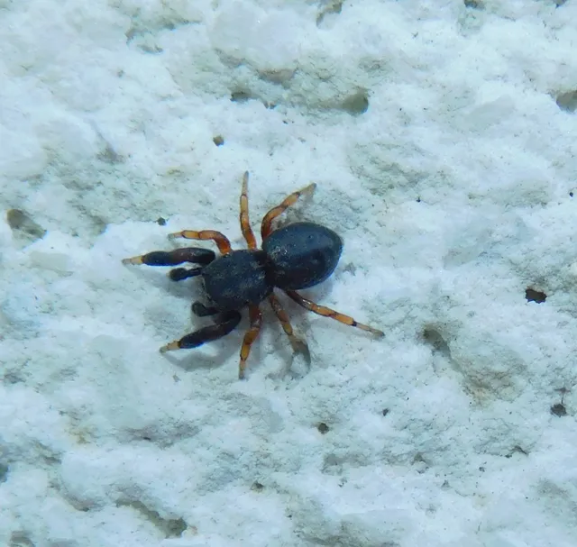 Ballus rufipes
